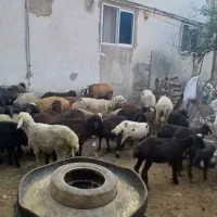 بره گوسفند چاق نروماده|حیوانات مزرعه|بابکان, |دیوار