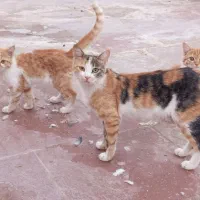 گربه|گربه|یزد, |دیوار