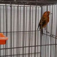 سهره قناری سرخ|پرنده|فسا, |دیوار