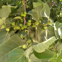 عرضه کودهای کشاورزی