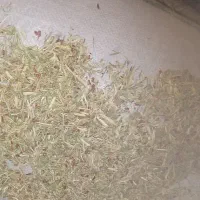 خارشتر نرم و دانه دار