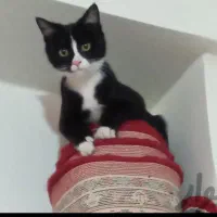 بچه گربه