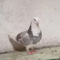 گلی
