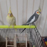 1جفت مولدخوب جوجه دوس وجوجه بزرگ کن|پرنده|قم, انصار‌الحسین|دیوار