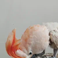 طوطی ملوکان سخنگو|پرنده|تهران, مروارید شهر|دیوار