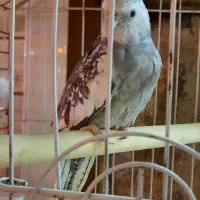 عروس هلندی وایت فیس نر