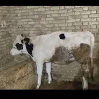 شنگول زیر بر (گوساله ماده )