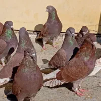 کبوتر سرخ کاشانی