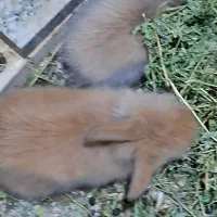 بچه خرگوش لوپ|موش و خرگوش|تهران, مشیریه|دیوار