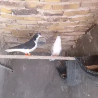 کبوتر|پرنده|جنگل, |دیوار