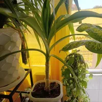 گل طبیعی|گل و گیاه طبیعی|مبارکه, |دیوار