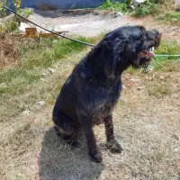 سگ شکاری وارداتی ماده|سگ|دابودشت, |دیوار