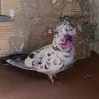 کفتر