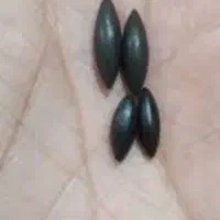 سنگ سیاه