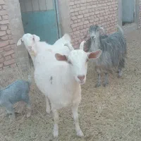 دو راس بز فروشی|حیوانات مزرعه|فردوس (خراسان), |دیوار