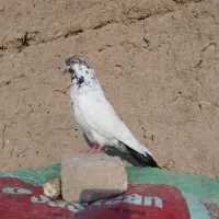 کفتر|پرنده|شاهرود, |دیوار