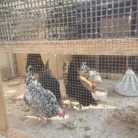 مرغ گلین|حیوانات مزرعه|گلبهار, شهر جدید گلبهار|دیوار