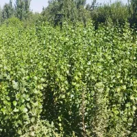 فروش نهال هر نوع موجود است|حراج|چهاردانگه (تهران), |دیوار