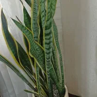 گیاه سانسوریا