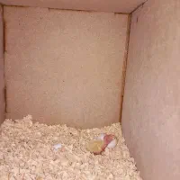 عروس هلندی سخنگو|پرنده|تهران, گلاب دره|دیوار