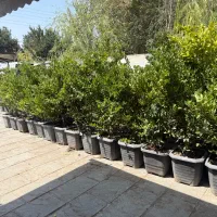 یاس هلندی و یوکا و سیکاس