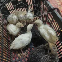 جوجه بوقلمون محلی زیر مرغی