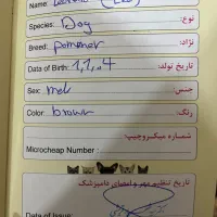 فروش سگ پامر روباهی لئونارد آموزش دیده