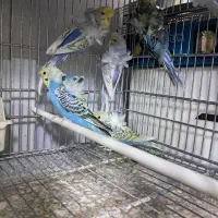 مرغ عشق پروانه ای معاوضه با قناری