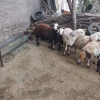 قوچ|حیوانات مزرعه|نهاوند, |دیوار
