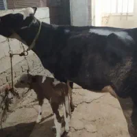گاو شیری شکم اول