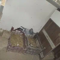 کبوتر کله ای تاپ|پرنده|کرخه, |دیوار