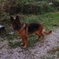 ژرمن شیپرد دوساله جنسیت ماده