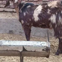 بزغاله ماده ابستن همراه دوتاوبره نر