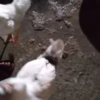 جوجه غوغاز|حیوانات مزرعه|نگین شهر, |دیوار