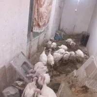بوقلمون