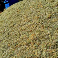 فروش علف خورد شده (گزره)