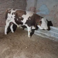 توافقی|حیوانات مزرعه|بناب, |دیوار