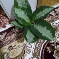 گلهای شاداب|گل و گیاه طبیعی|شبانکاره, |دیوار