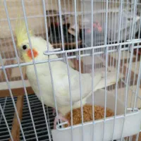 عروس هلندی نر|پرنده|گالیکش, |دیوار