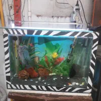 فلاور نر|ماهی|سراب, |دیوار