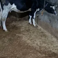 گاو شکم دوم با گوساله ماده