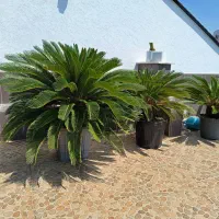 فروش تعداد زیاد سیکاس سالم