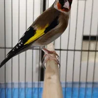 سهره|پرنده|جوانرود, |دیوار