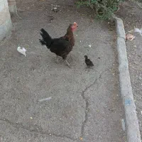 یک مرغ سیاه باجوجش