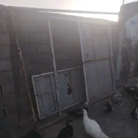 فروش دره ماشین رو