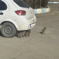 تیبا ۲ مدل ۱۴۰۰