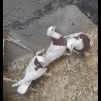 کفتر طوقی|پرنده|درمیان, |دیوار