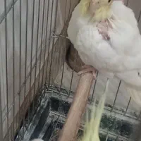 عروس هلندی تازه دون خور شده