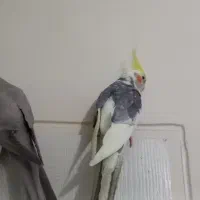 پرنده عروس هلند و جوجه عروس