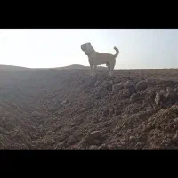 واگذاری سگ همه چی تموم|سگ|صالح آباد (خراسان), |دیوار